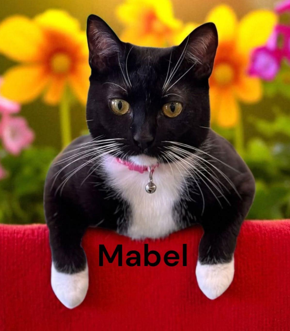 Mabel, a Adoptable Tuxedo in Chesapeake, VA image 2/3