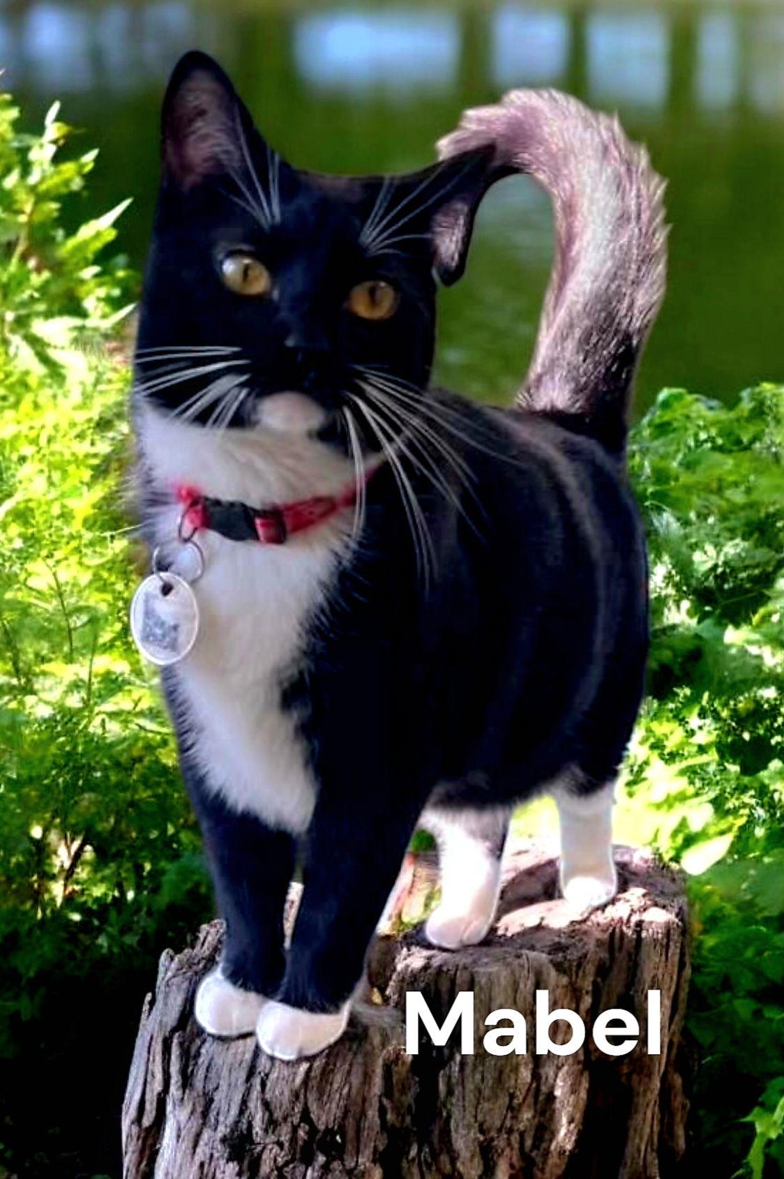 Mabel, a Adoptable Tuxedo in Chesapeake, VA image 3/3
