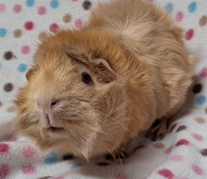 Enlarge Sandy, a ADOPTABLE Abyssinian in Gary, IN image 1/3