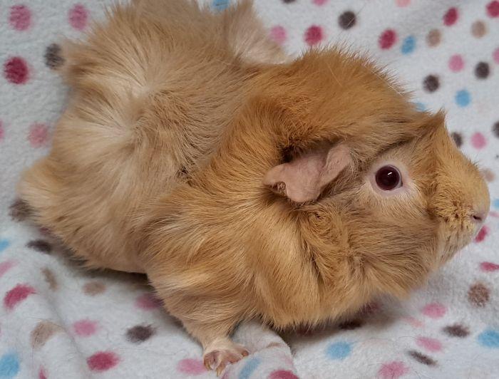 Enlarge Sandy, a ADOPTABLE Abyssinian in Gary, IN image 2/3