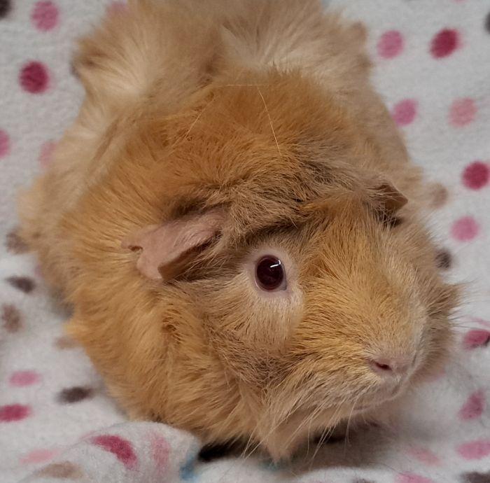 Enlarge Sandy, a ADOPTABLE Abyssinian in Gary, IN image 3/3