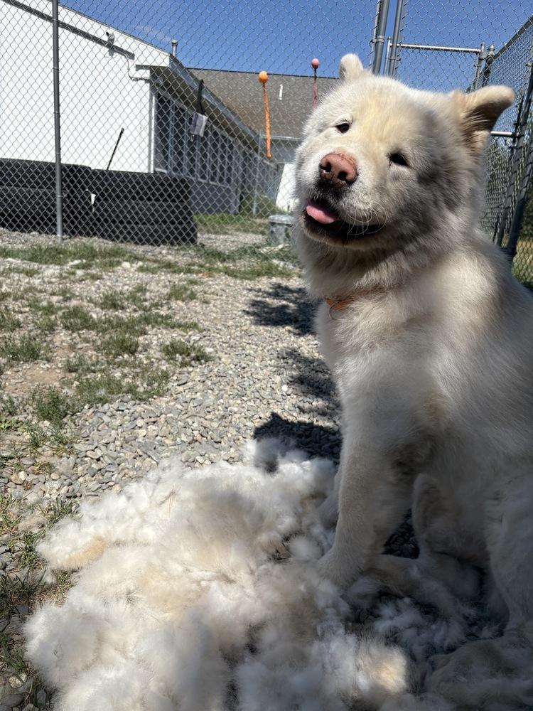 Enlarge Ash, a Adoptable Akita in Trenton, ME image 3/5