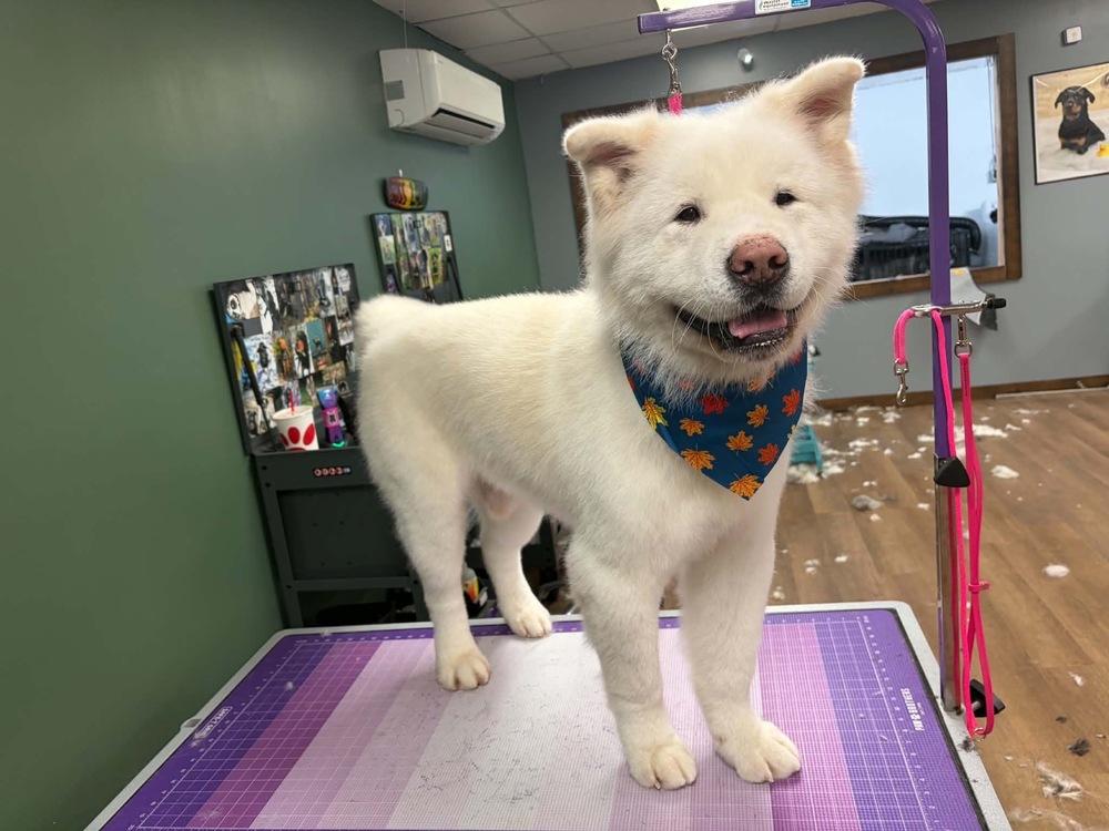 Enlarge Ash, a Adoptable Akita in Trenton, ME image 4/5