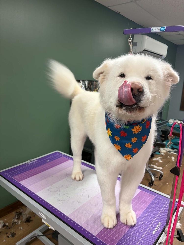 Enlarge Ash, a Adoptable Akita in Trenton, ME image 5/5