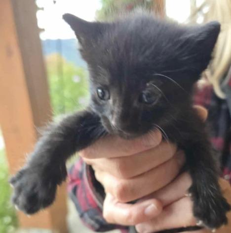 GnarlyDude, Adoptable, Kitten Male Domestic Short Hair.