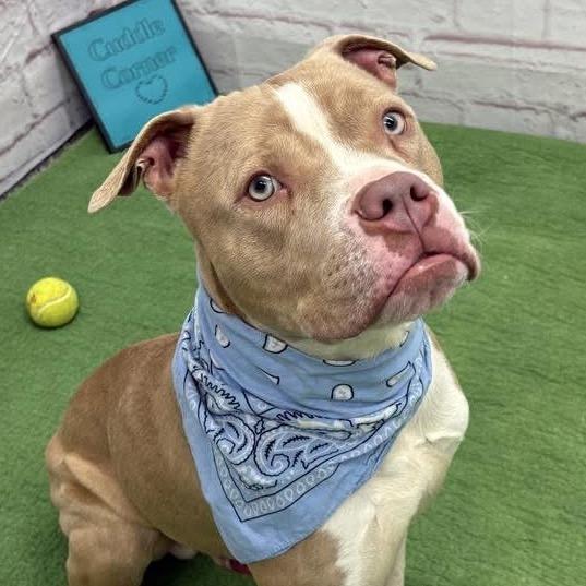 Avo, Adoptable, Adult Male Pit Bull Terrier & Boxer.