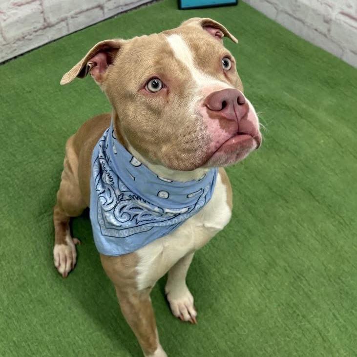 Enlarge Avo, a Adoptable mixed breed in Monroe, MI image 2/6