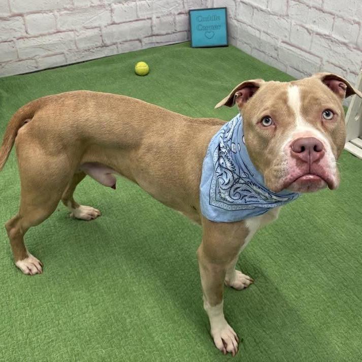 Enlarge Avo, a Adoptable mixed breed in Monroe, MI image 3/6