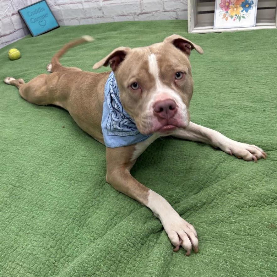 Enlarge Avo, a Adoptable mixed breed in Monroe, MI image 4/6
