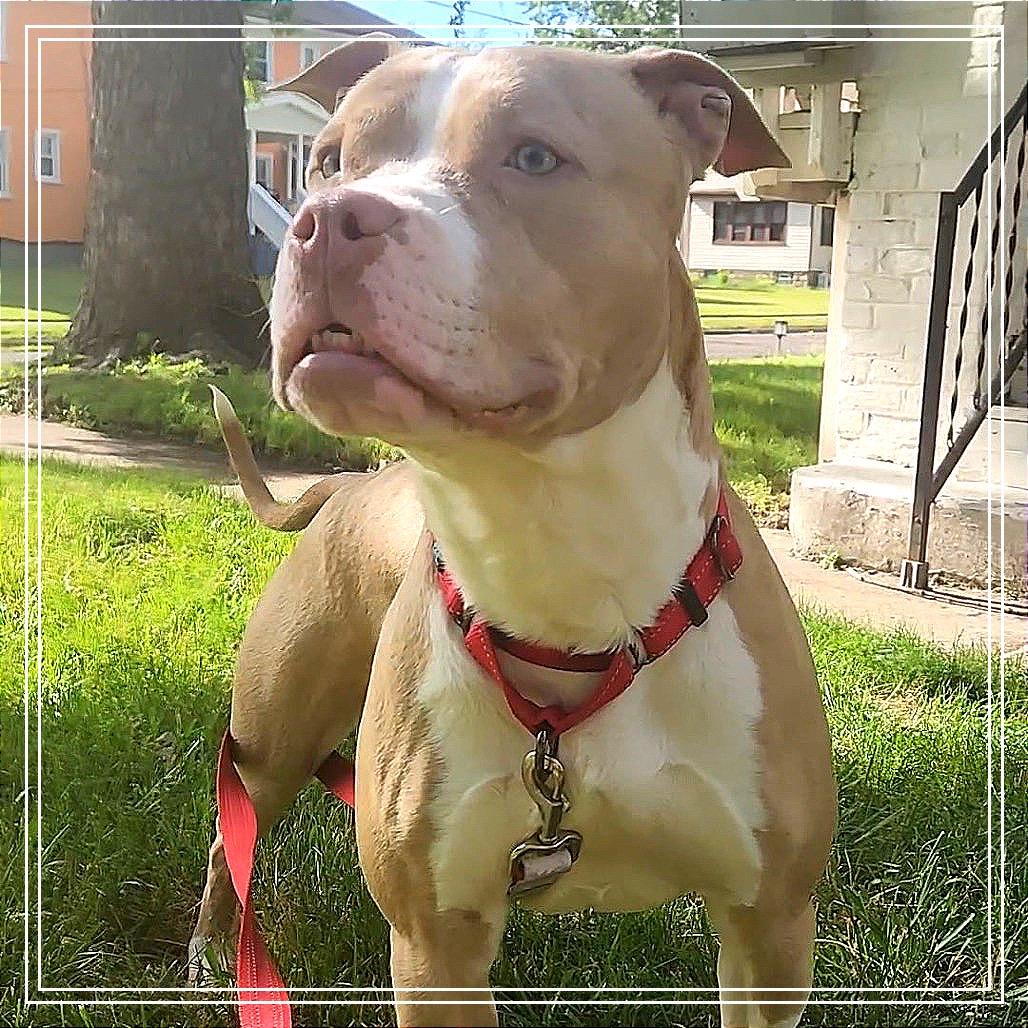 Enlarge Avo, a Adoptable mixed breed in Monroe, MI image 5/6