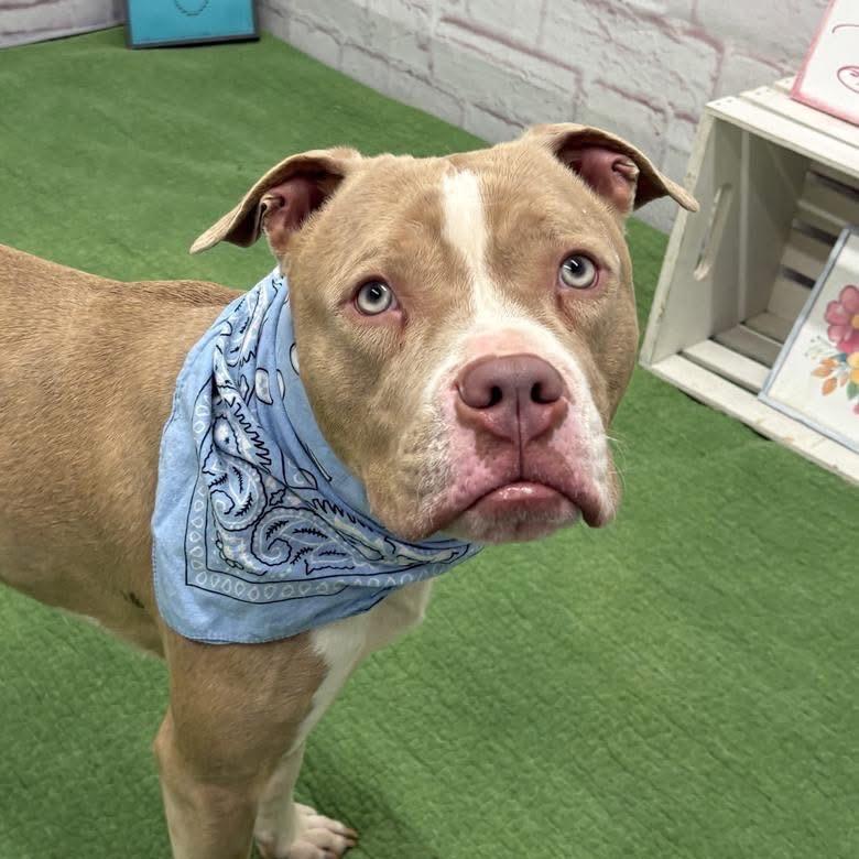Enlarge Avo, a Adoptable mixed breed in Monroe, MI image 6/6