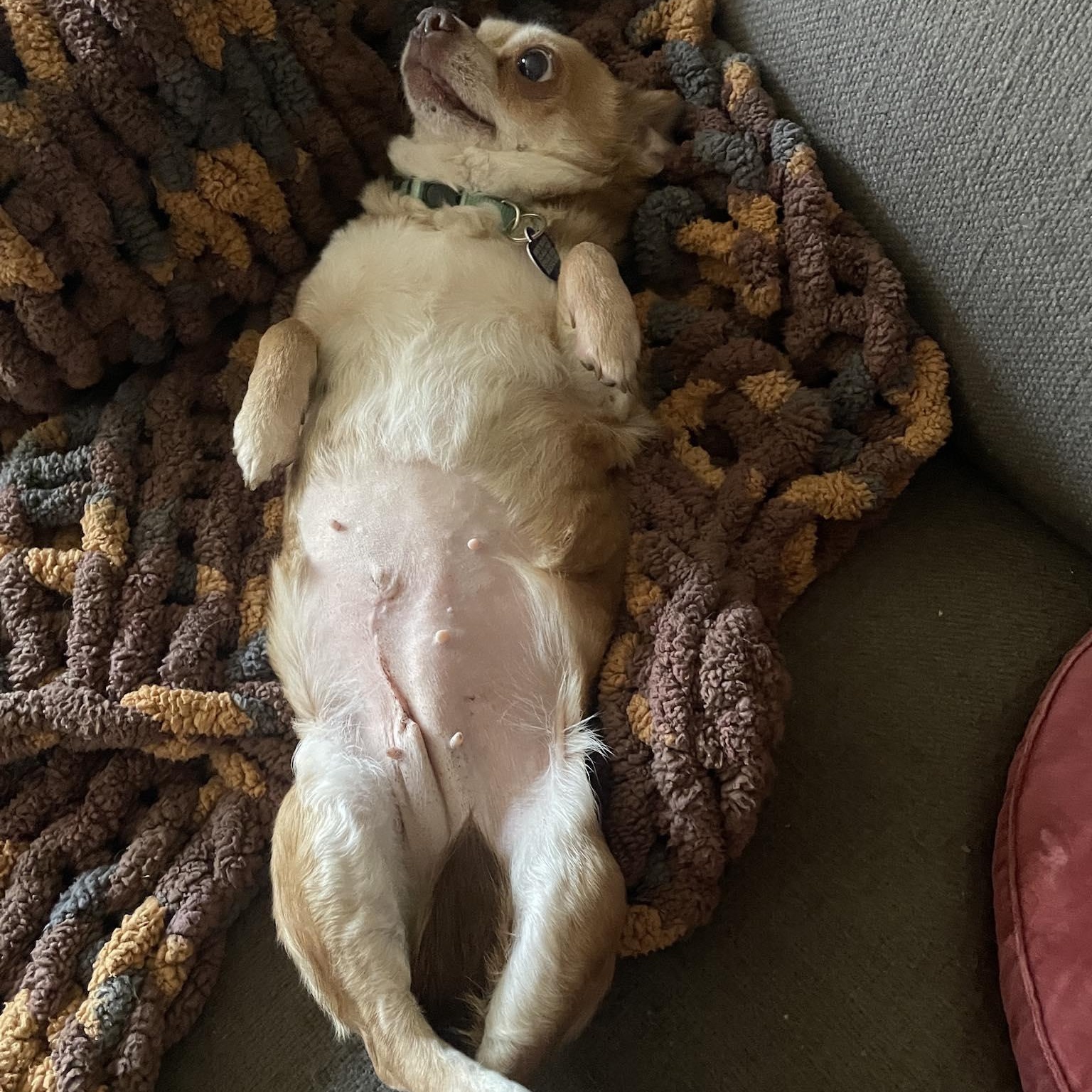 Enlarge Odette, an adoptable Chihuahua in Rockville, MD image 6/6