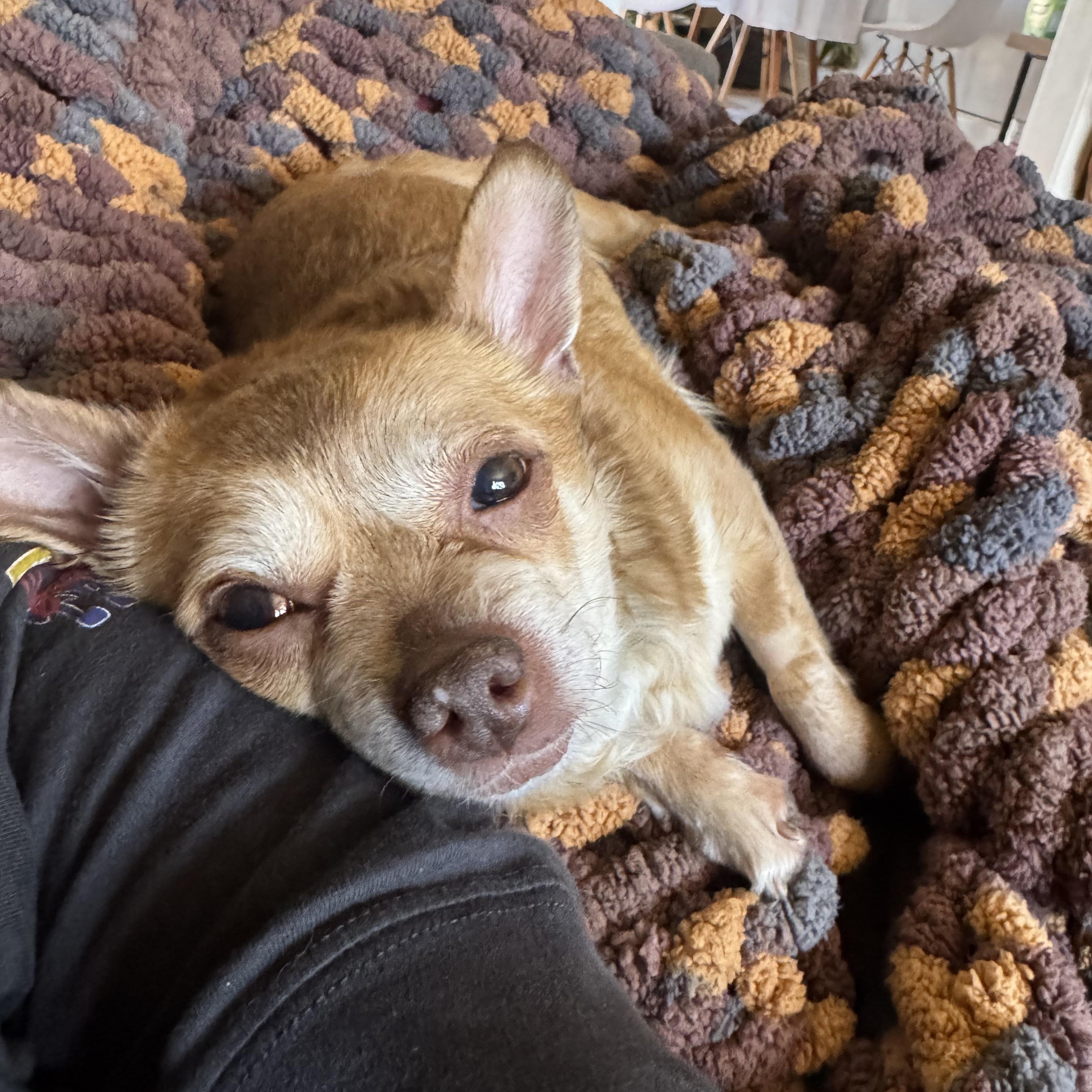 Odette, adoptable, Senior Female Chihuahua.