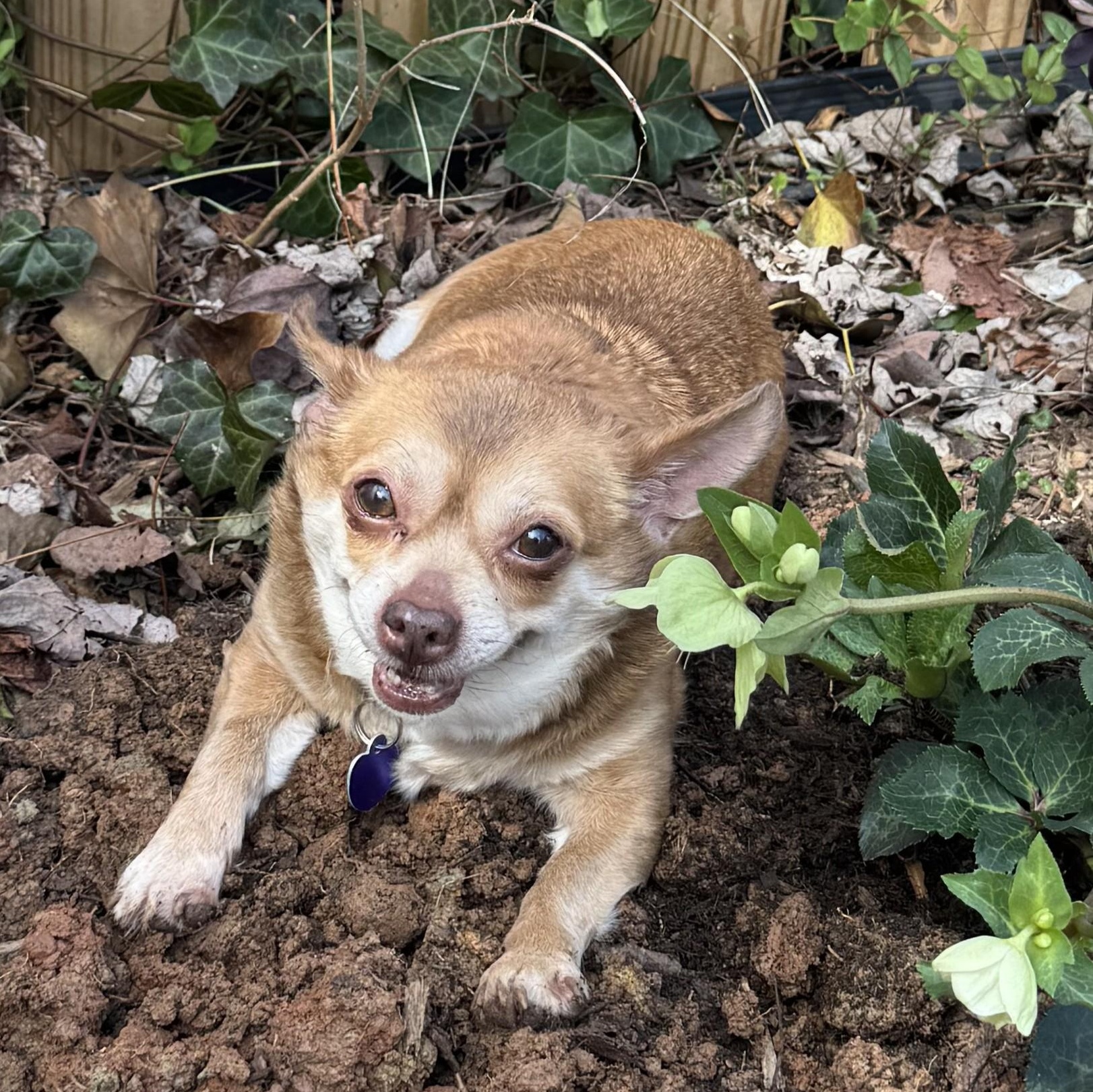 Odette, adoptable, Senior Female Chihuahua.
