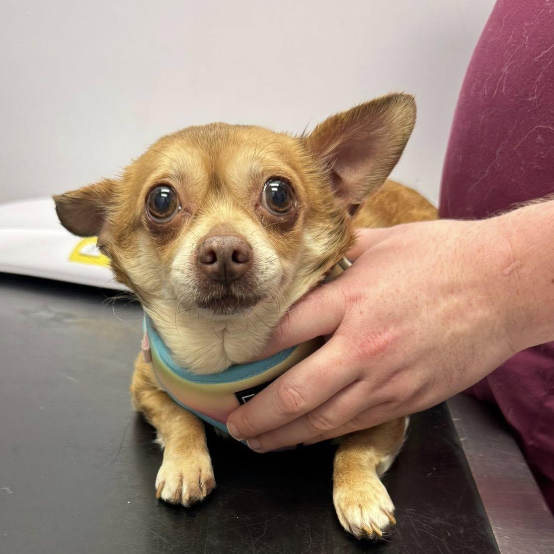 Odette, an adoptable Chihuahua in Rockville, MD image 6/6