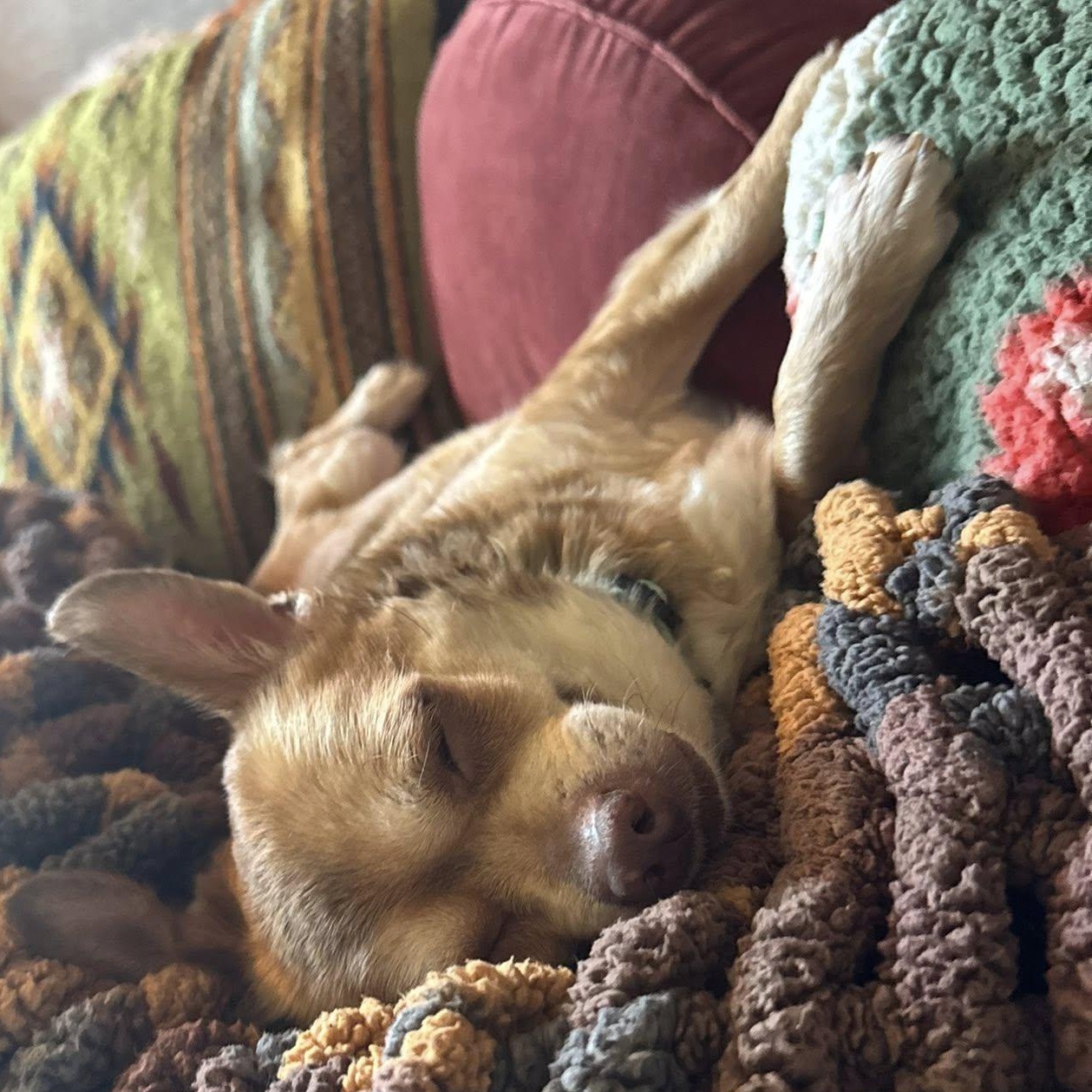 Odette, an adoptable Chihuahua in Rockville, MD image 5/6