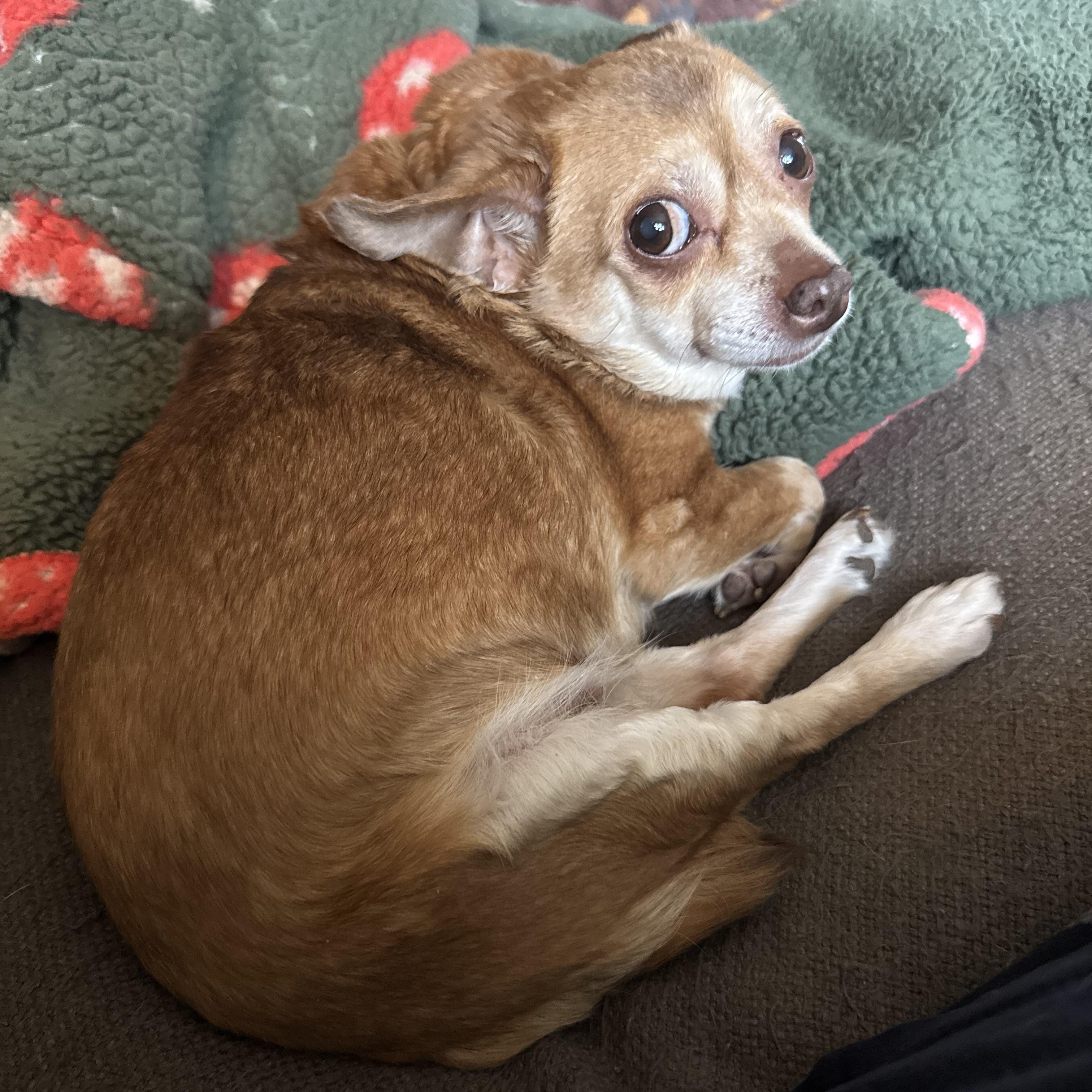 Enlarge Odette, an adoptable Chihuahua in Rockville, MD image 5/6