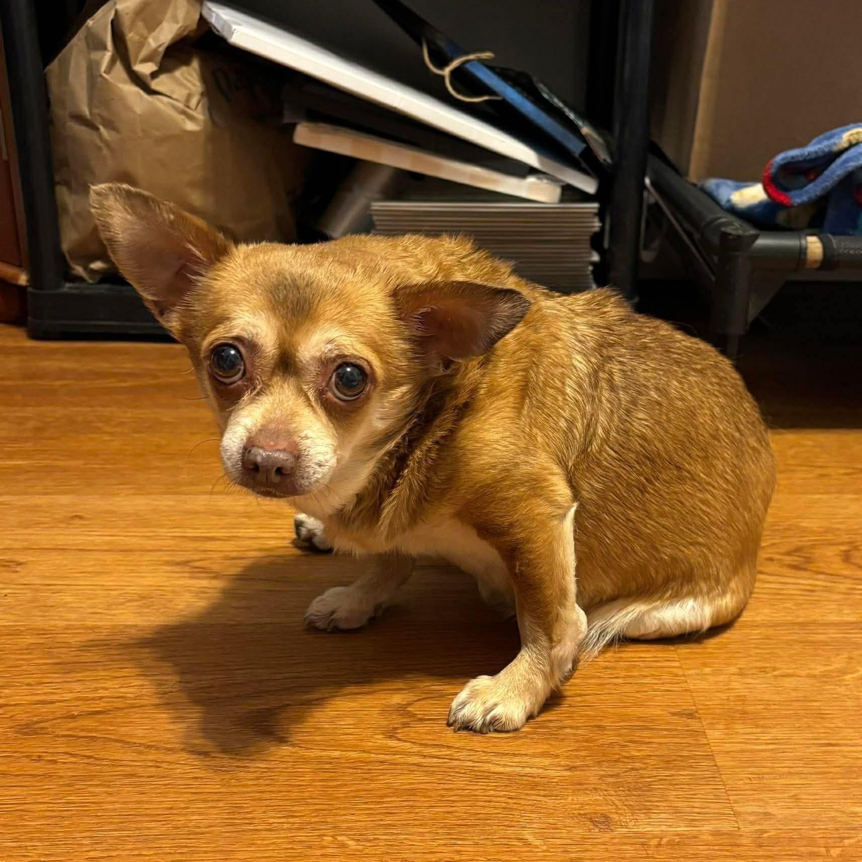 Odette, adoptable, Senior Female Chihuahua.