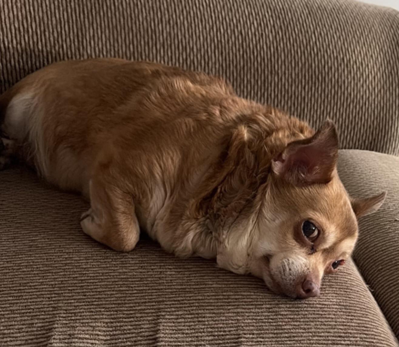 Odette, an adoptable Chihuahua in Rockville, MD image 3/6