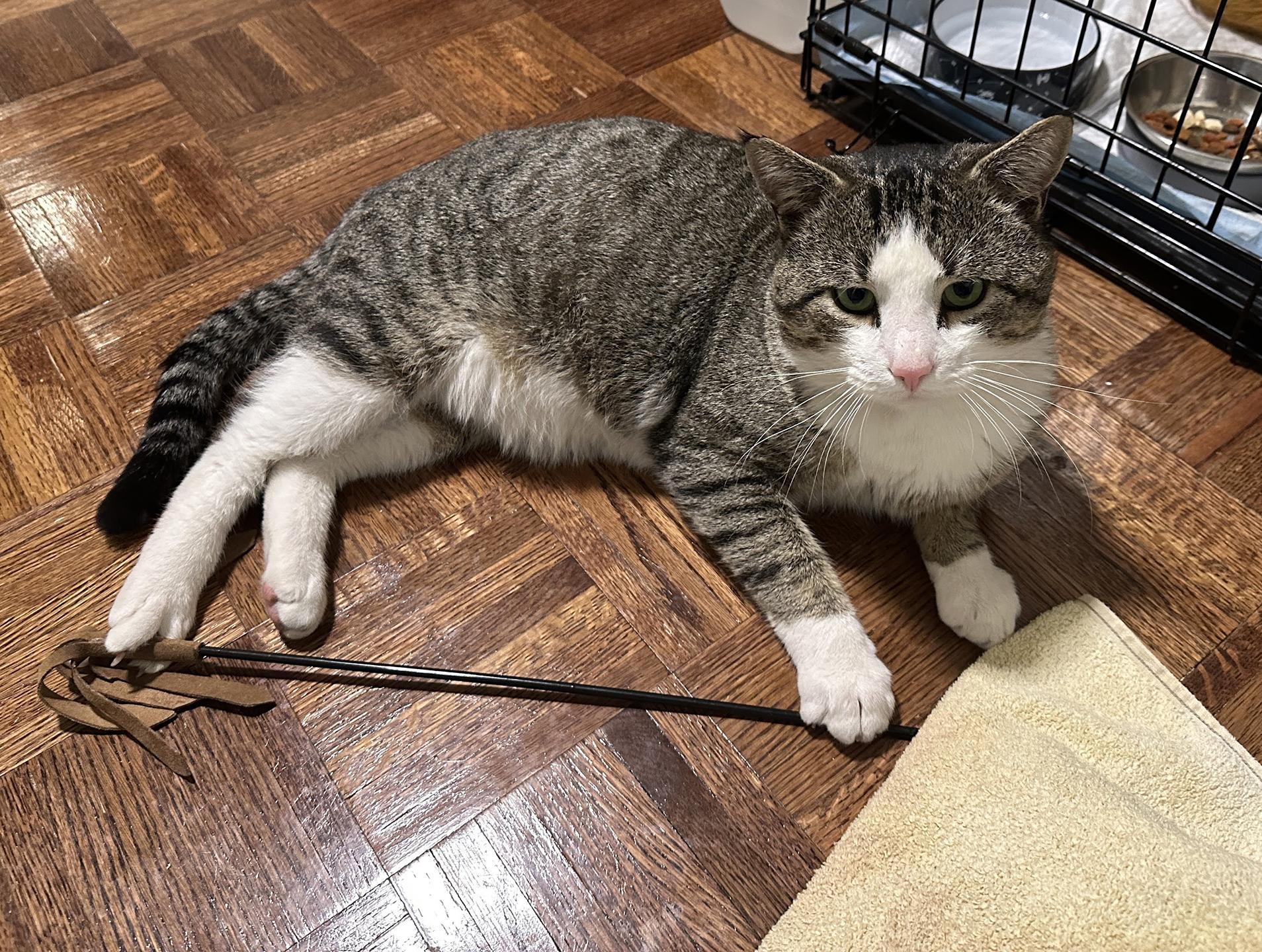 Ollie Bigler, adopted, Young Male Domestic Short Hair.