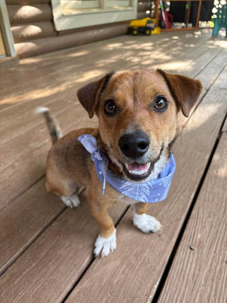 Hugo, a Adoptable mixed breed in Middletown, CT image 1/6