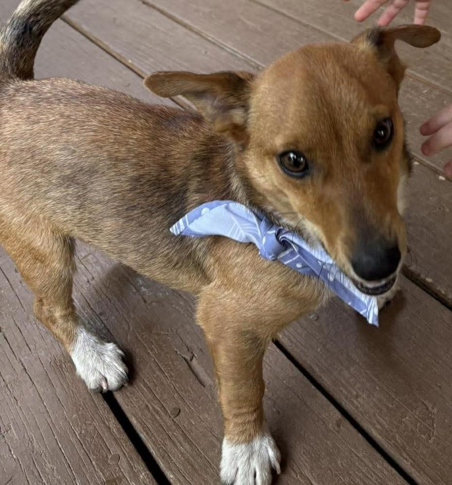 Hugo, a Adoptable mixed breed in Middletown, CT image 2/6