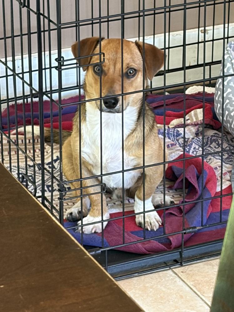 Hugo, a Adoptable mixed breed in Middletown, CT image 1/6