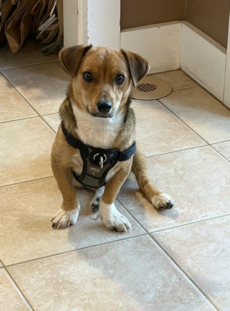 Hugo, a Adoptable mixed breed in Middletown, CT image 3/6