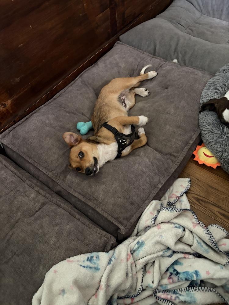 Hugo, a Adoptable mixed breed in Middletown, CT image 5/6