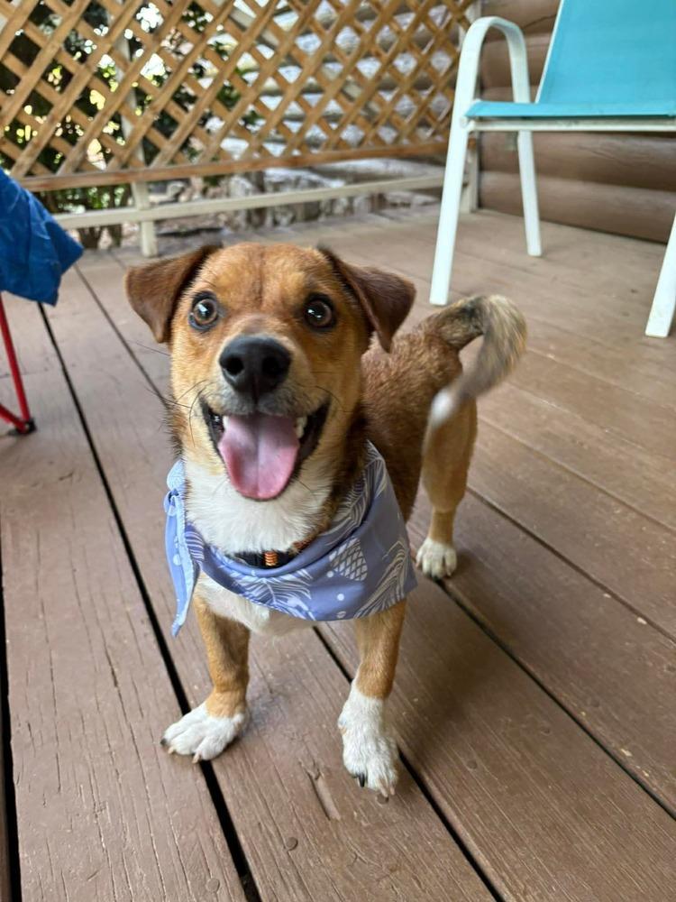 Hugo, a Adoptable mixed breed in Middletown, CT image 6/6