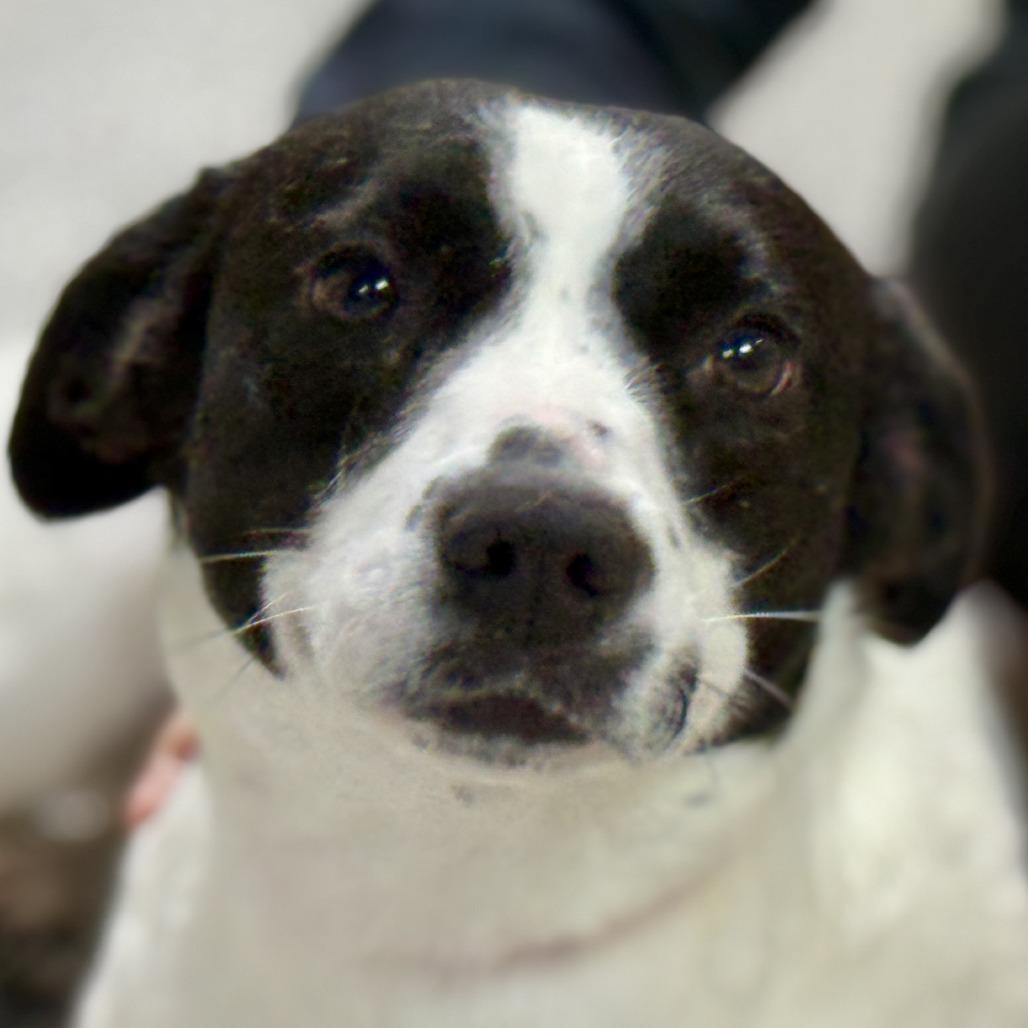 Enlarge Perdita: The low rider that couldn't be sweeter, an adopted Terrier in Dublin, OH image 1/4