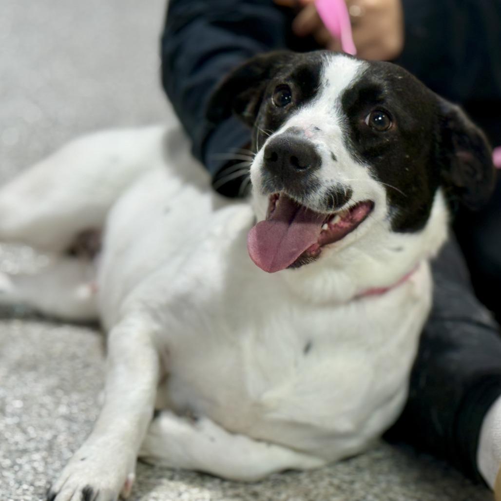 Enlarge Perdita: The low rider that couldn't be sweeter, an adopted Terrier in Dublin, OH image 2/4