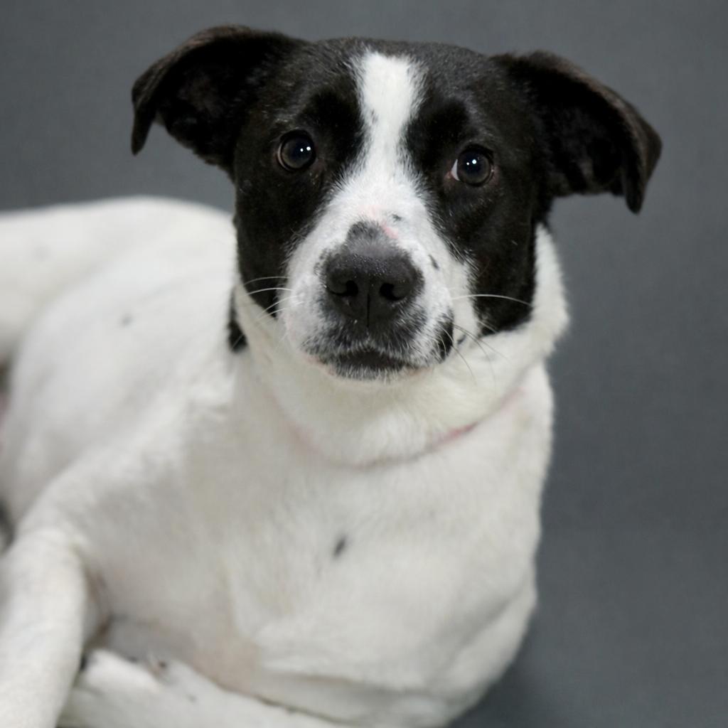 Enlarge Perdita: The low rider that couldn't be sweeter, an adopted Terrier in Dublin, OH image 3/4