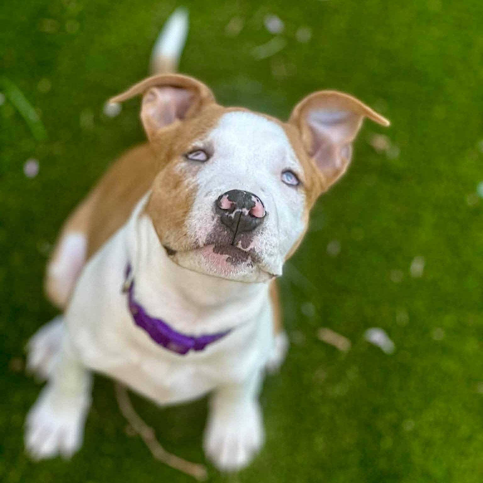 Pringle, ADOPTABLE, Puppy Female Pit Bull Terrier.