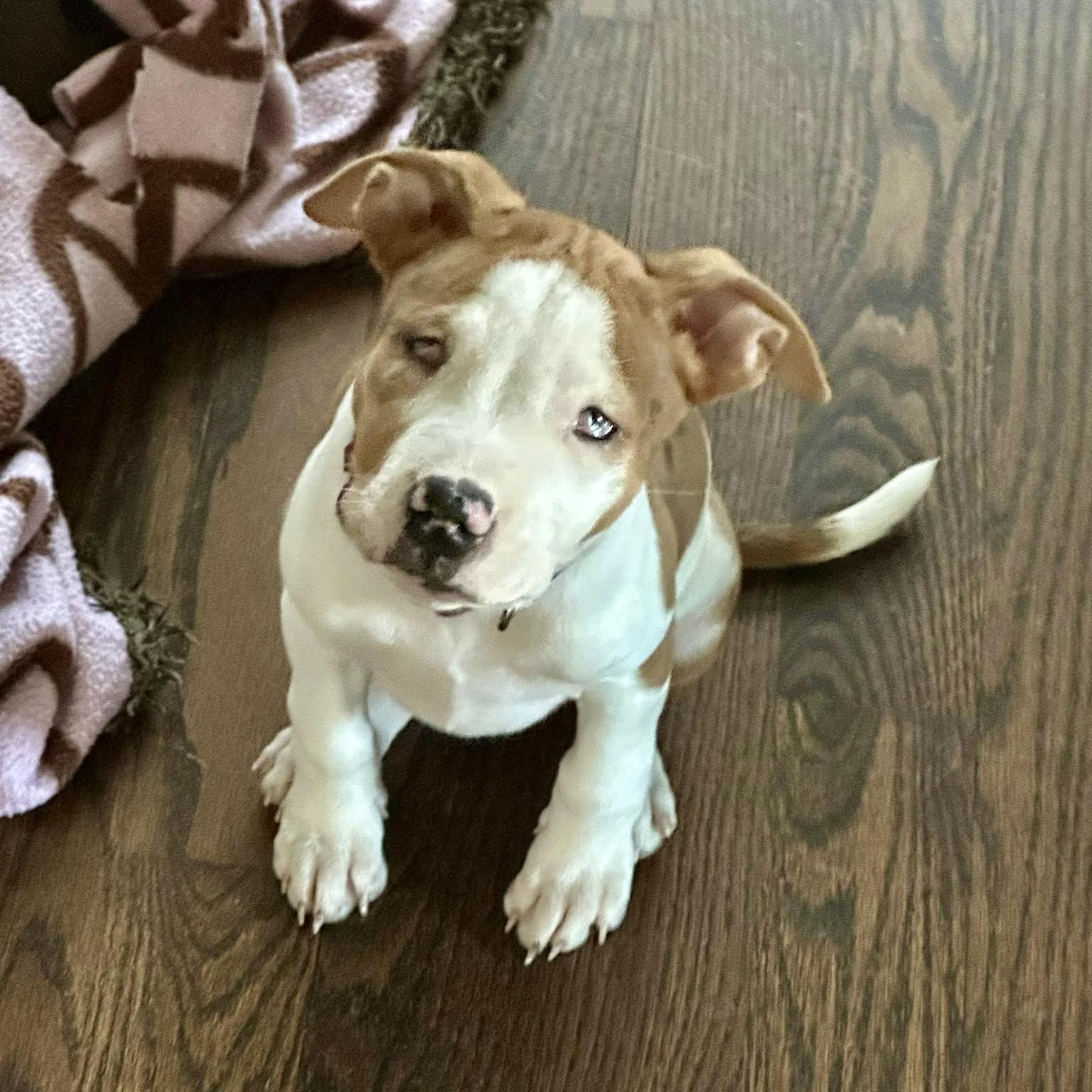 Enlarge Pringle, a ADOPTABLE mixed breed in Elizabethtown, PA image 2/5