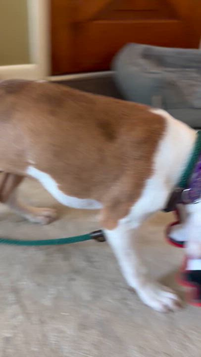 Enlarge Pringle, a ADOPTABLE mixed breed in Elizabethtown, PA video 4/5