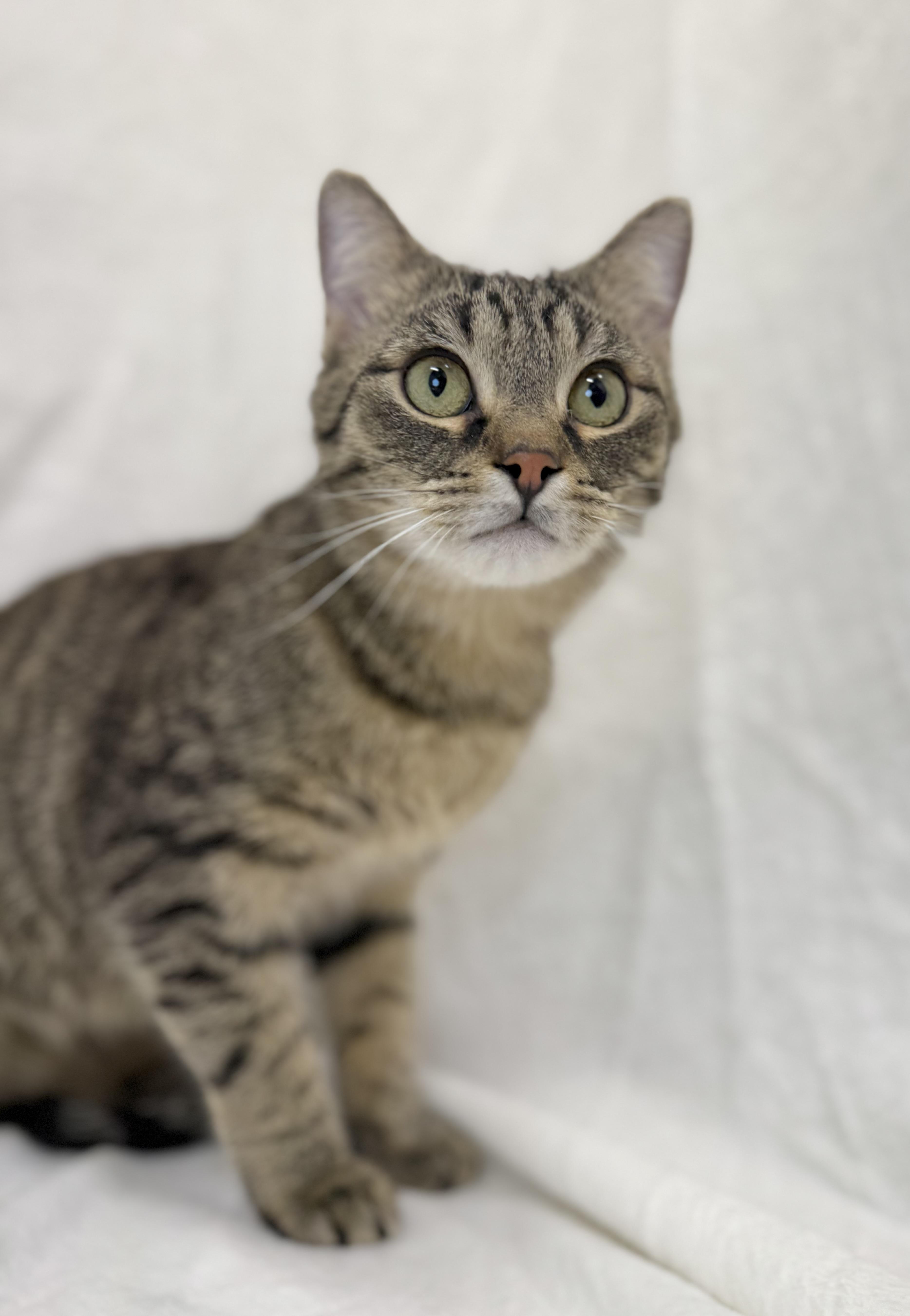 Gio, Adoptable, Young Male Tabby & Domestic Short Hair.