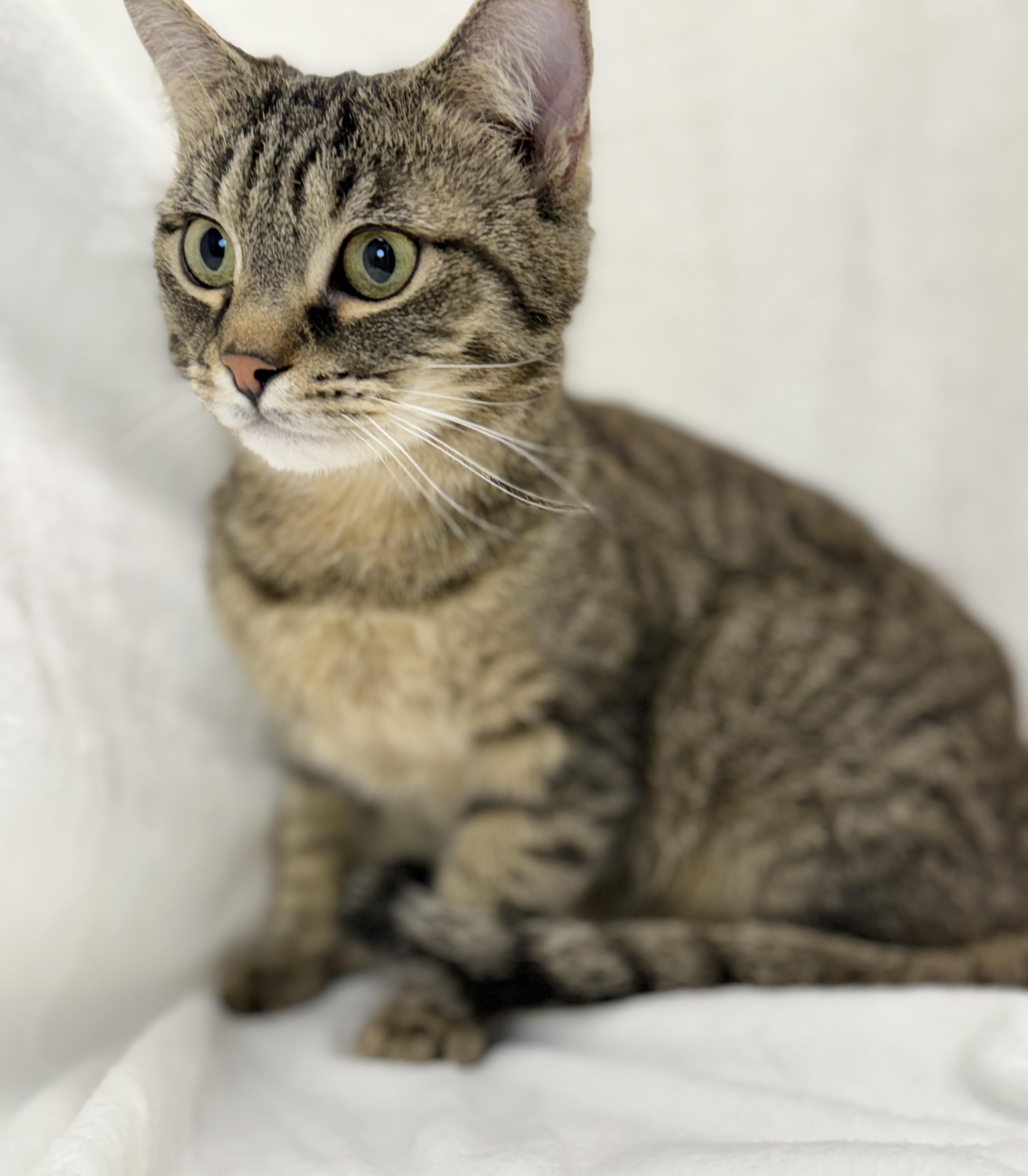 Gio, a Adoptable mixed breed in Greensboro, NC image 3/6