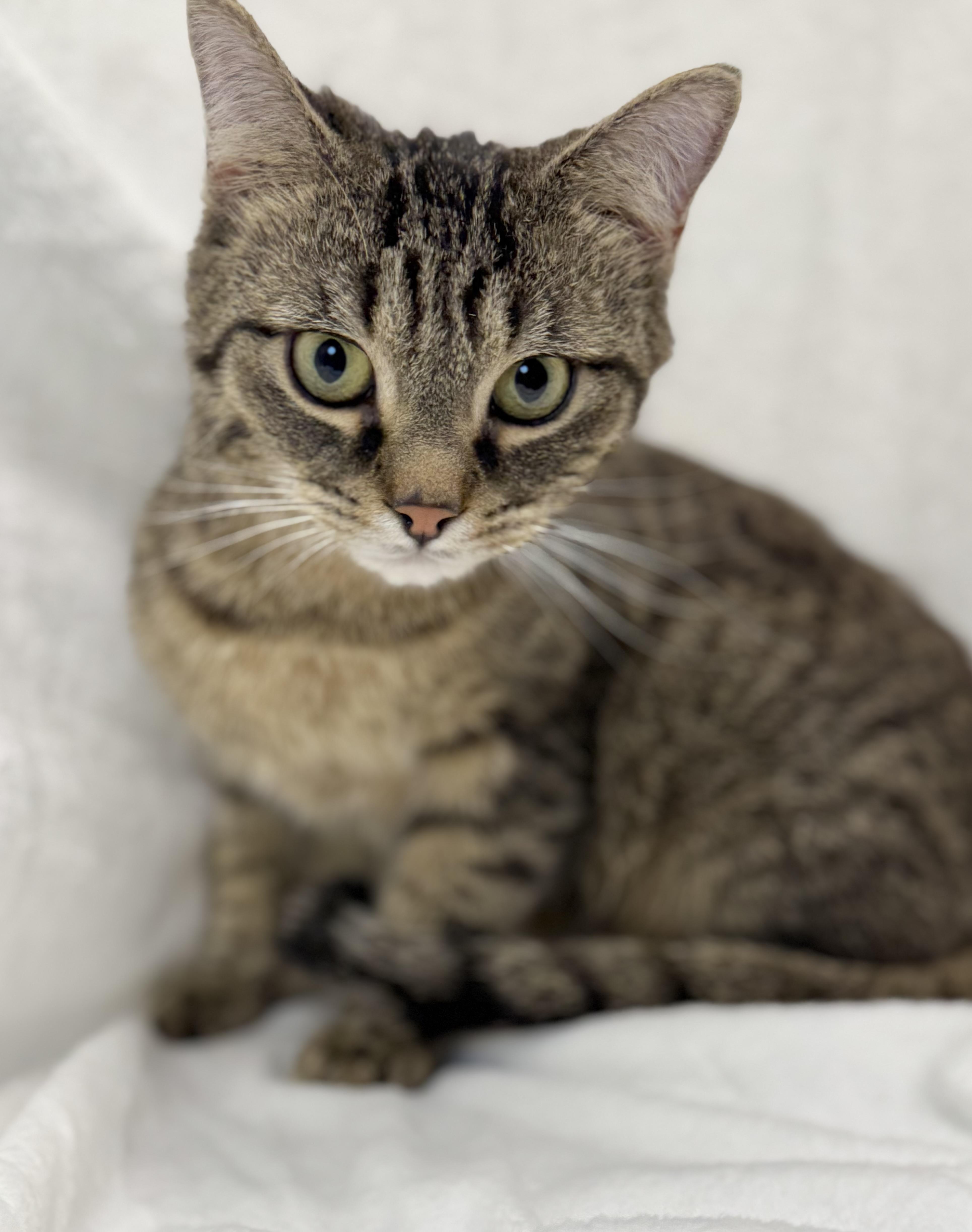 Gio, a Adoptable mixed breed in Greensboro, NC image 2/6