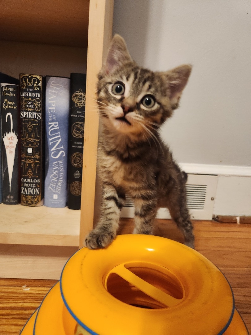 Gio, a Adoptable mixed breed in Greensboro, NC image 5/6