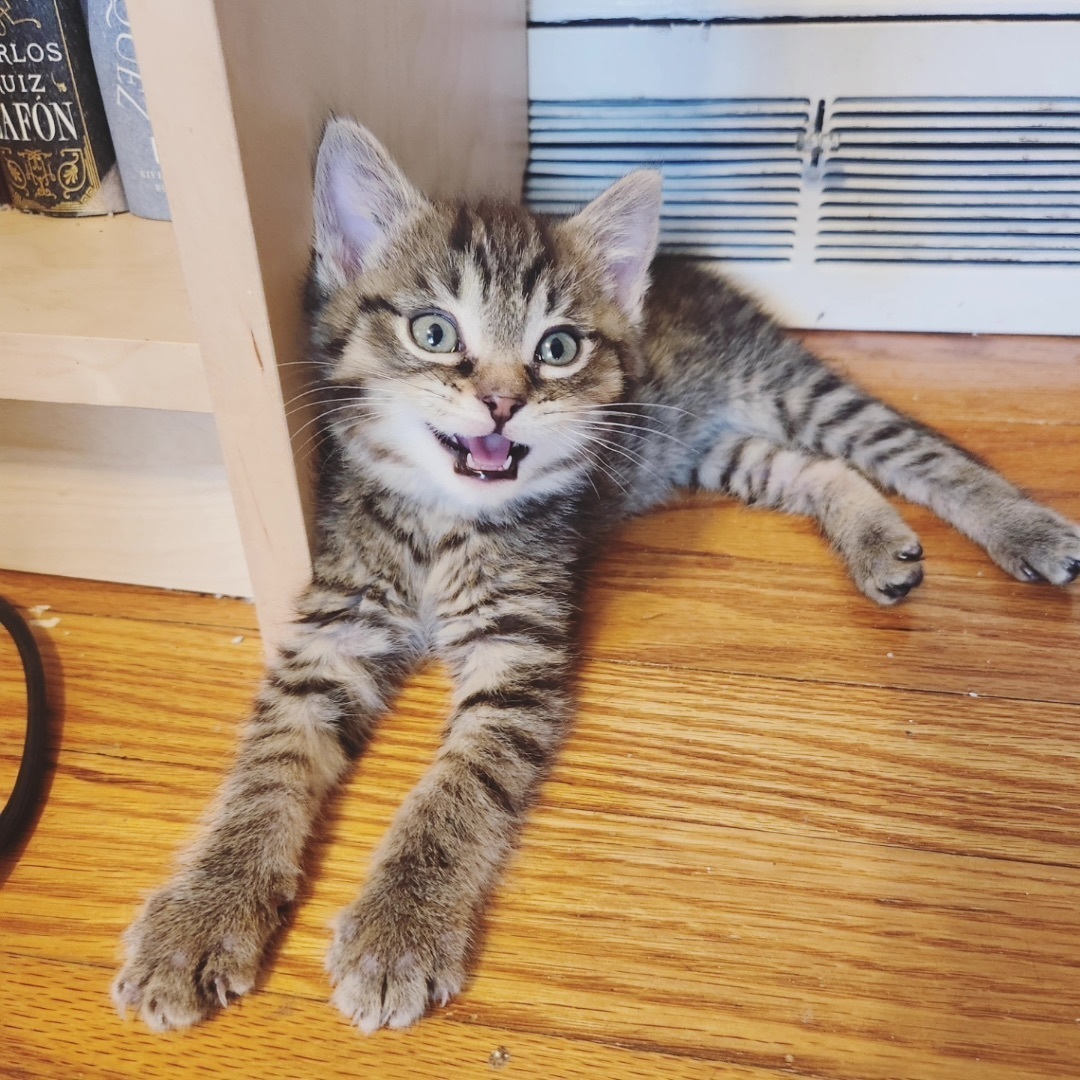 Gio, a Adoptable mixed breed in Greensboro, NC image 6/6