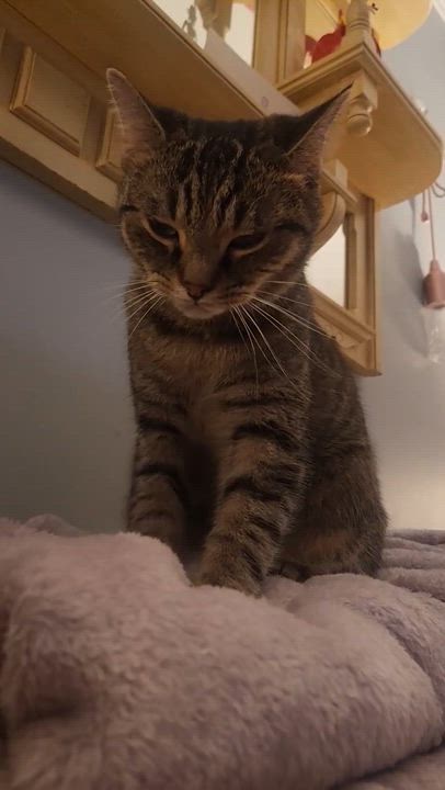 Enlarge Gio, a Adoptable mixed breed in Greensboro, NC video 4/6