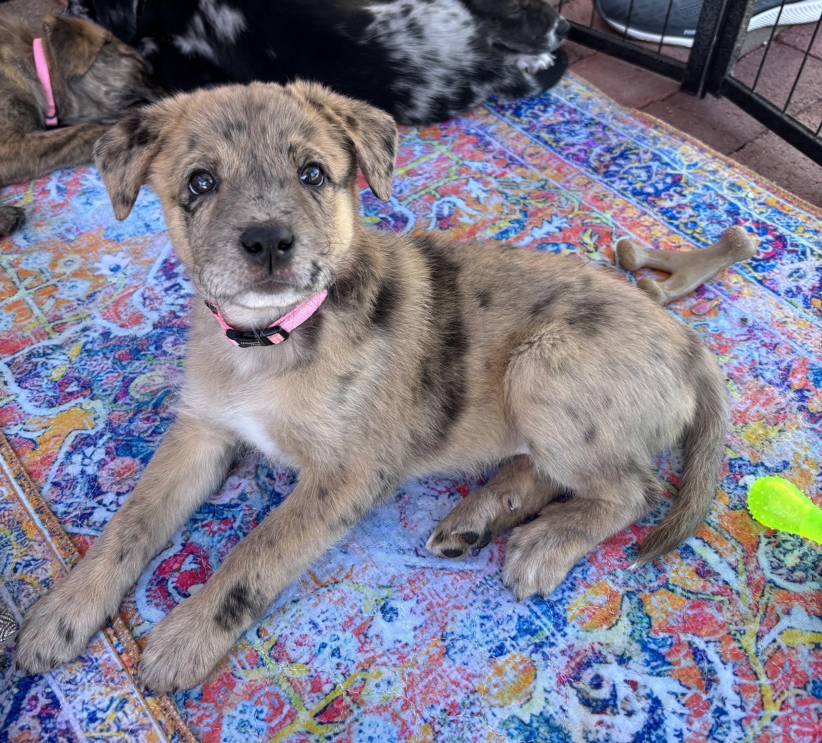 Enlarge REMI, a Adopted mixed breed in Southaven, MS image 3/3