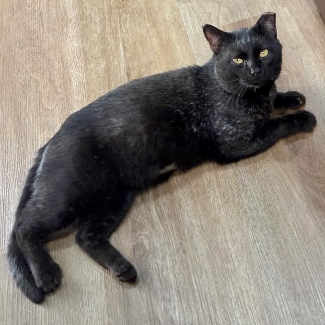 Enlarge Jinx, a Adoptable Domestic Short Hair in Denison, TX image 2/3