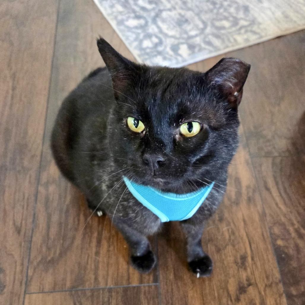 Enlarge Jinx, a Adoptable Domestic Short Hair in Denison, TX image 3/3