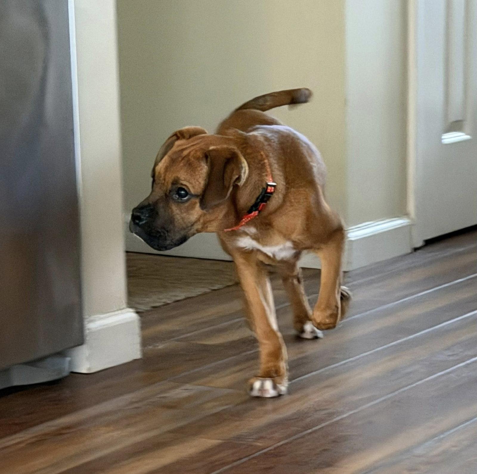 Marshmallow, Adoptable, Puppy Male Hound.