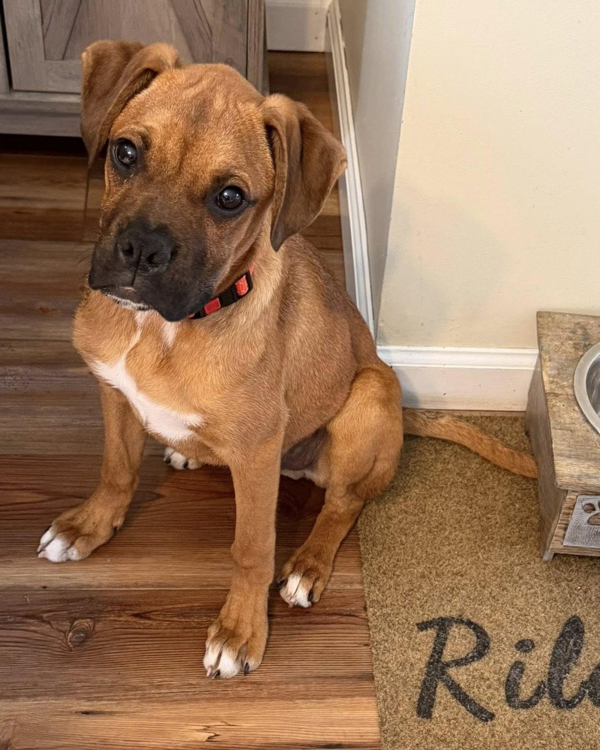 Enlarge Marshmallow, a Adoptable Hound in Monticello, NY image 2/3