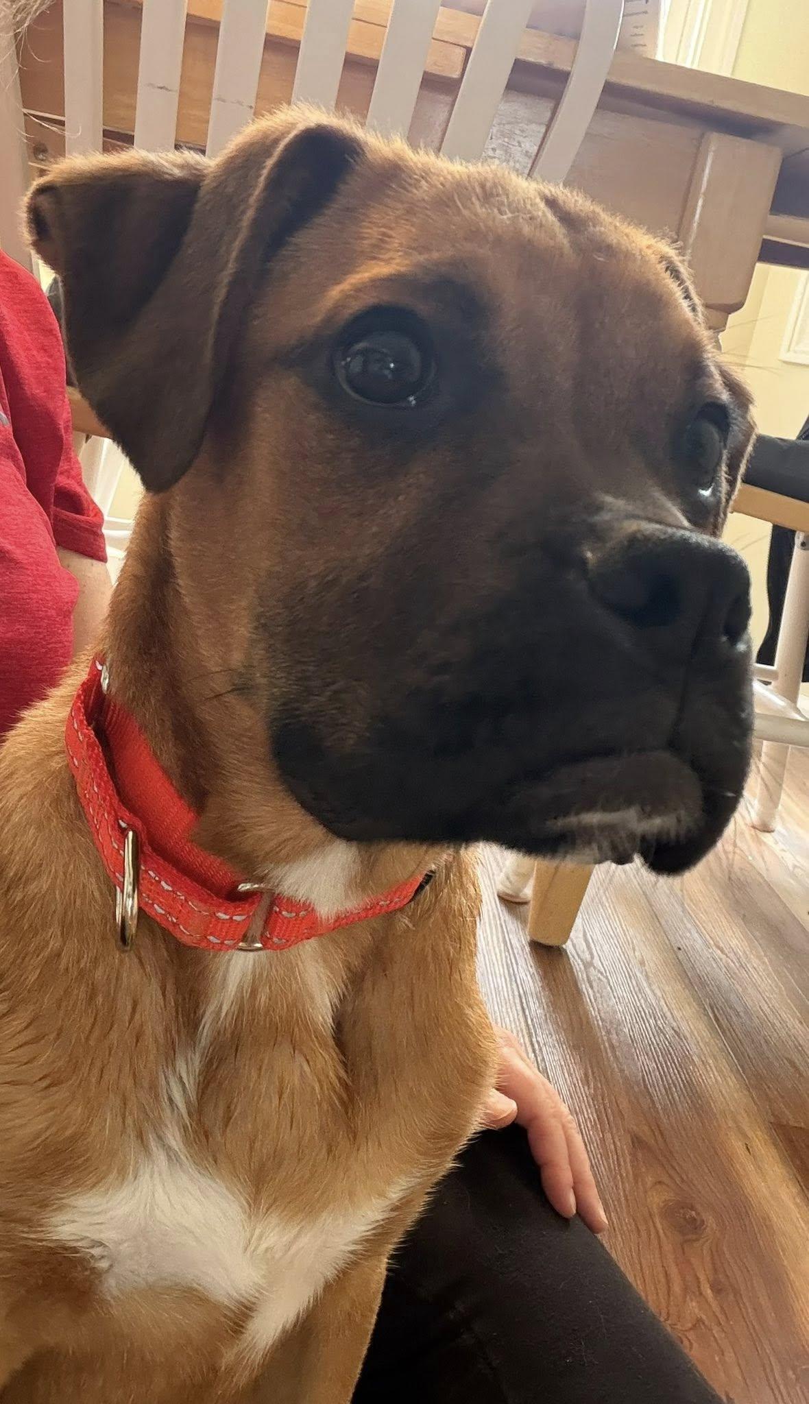 Enlarge Marshmallow, a Adoptable Hound in Monticello, NY image 3/3