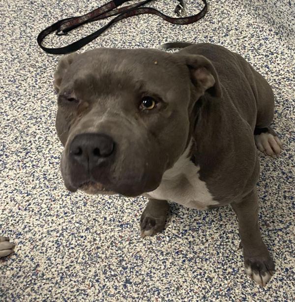 Charlie, Adoptable, Adult Female Pit Bull Terrier.