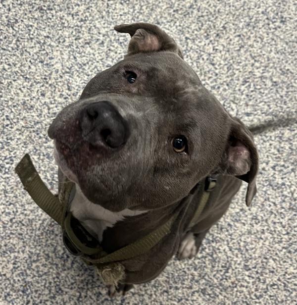 Charlie, a Adoptable mixed breed in Golden, CO image 2/4